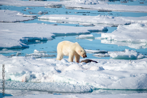 Polar Bear eating adult seal on ice in the artic.
