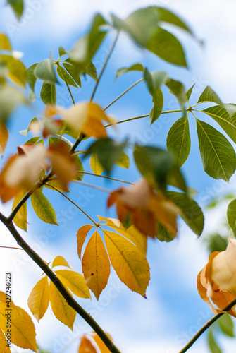 Wallpaper Mural autumn leaves against blue sky Torontodigital.ca
