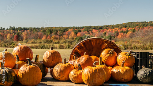 Photos Pickings from the pumpkin patch