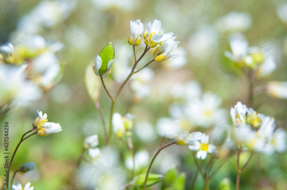 The little white chrysanthemum with green leaf The little white chrysanthemum with green leaf