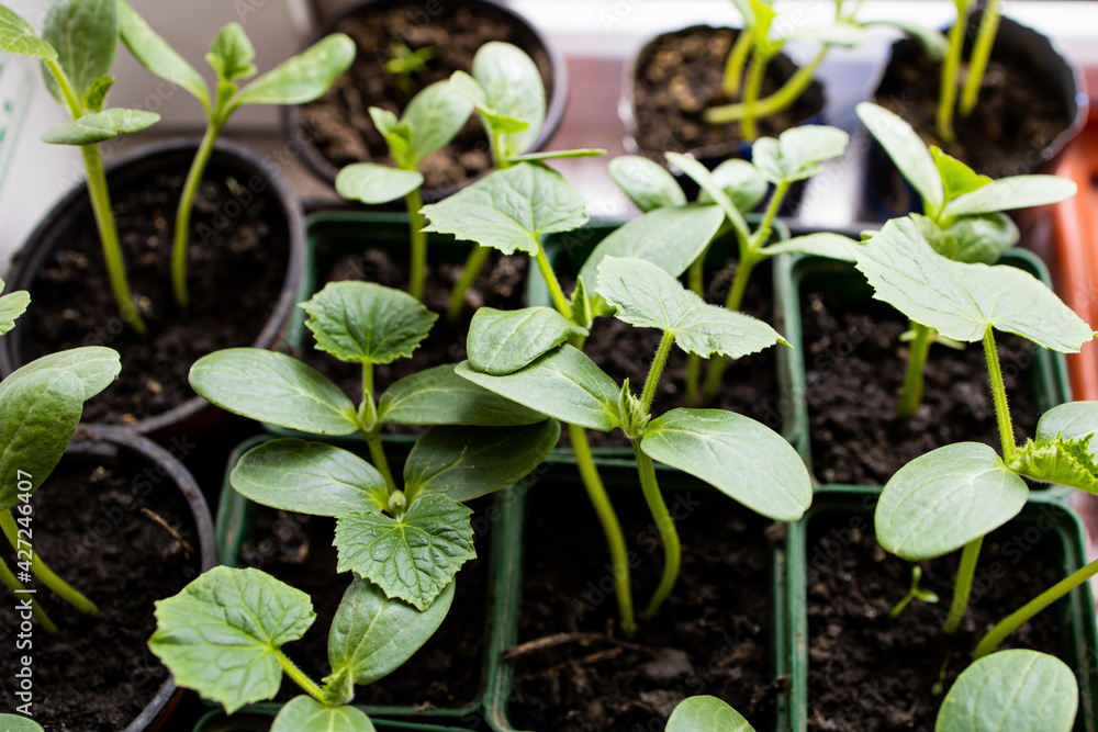 Home indoors gardening. Vegetable eedlings growing in a pot. Homemade in a an apartment greenhouse. Close up photo. Home indoors gardening. Vegetable eedlings growing in a pot. Homemade in a an apartment greenhouse. Close up photo.