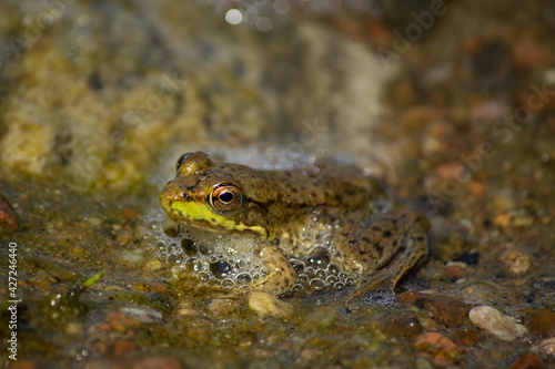 Green Frog