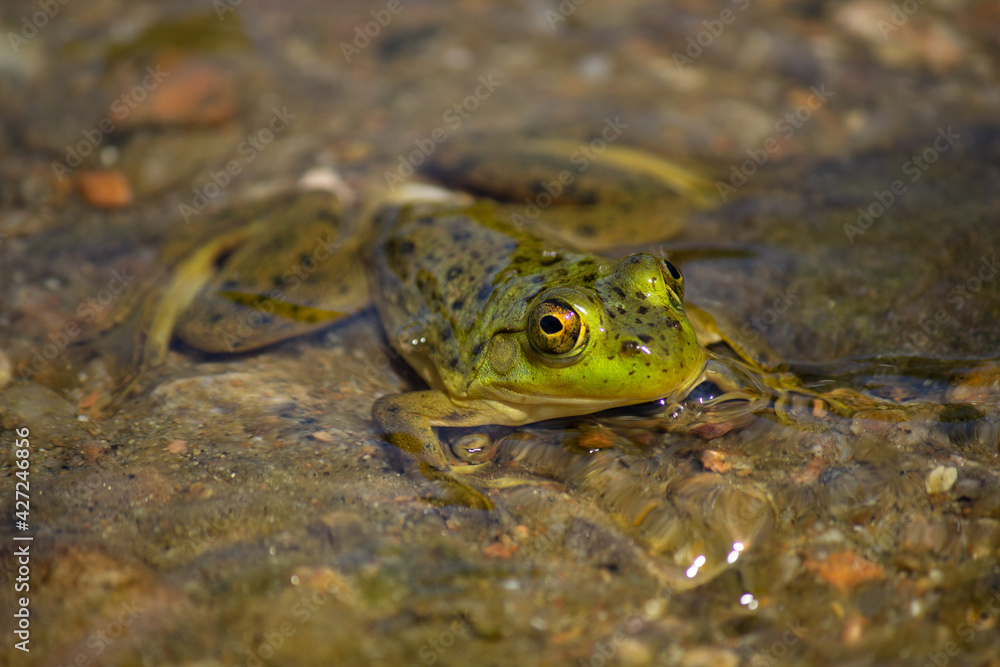 Obraz premium Tranquil Green Frog
