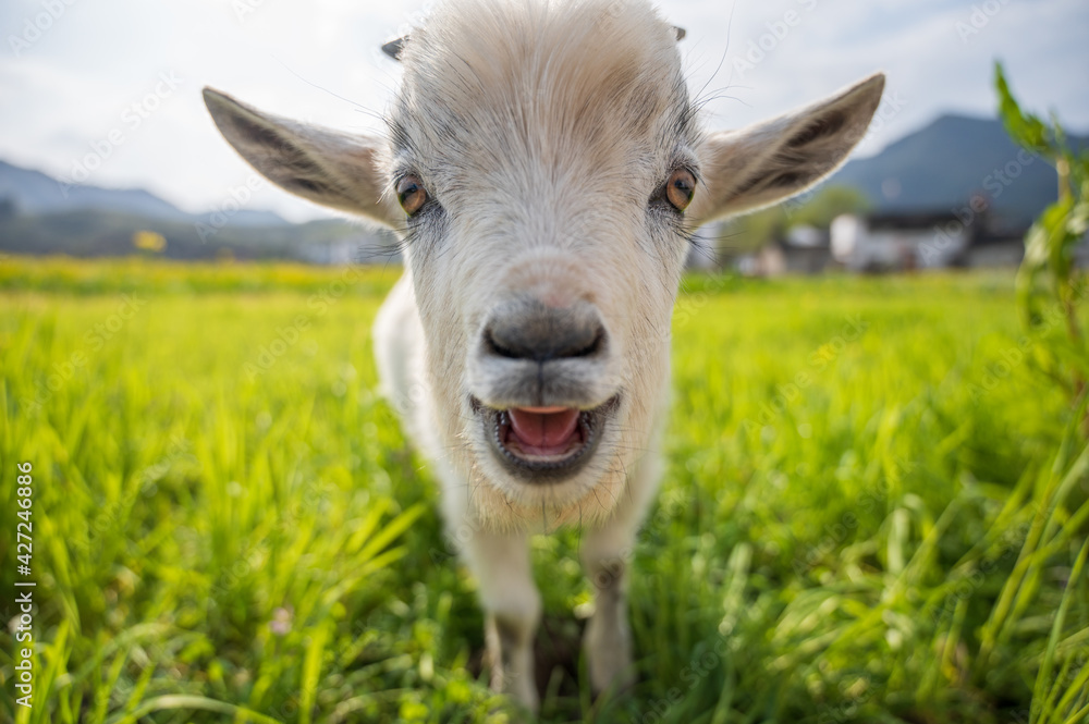 Fototapeta premium portrait of a little cute baby sheep
