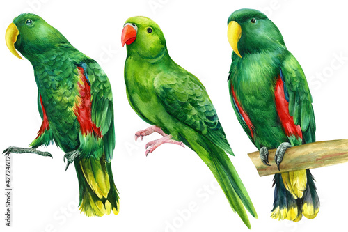 Watercolor tropical birds, green rosella parrots on isolated white background