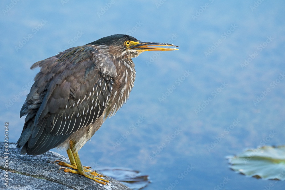 Young Green Heron Young Green Heron