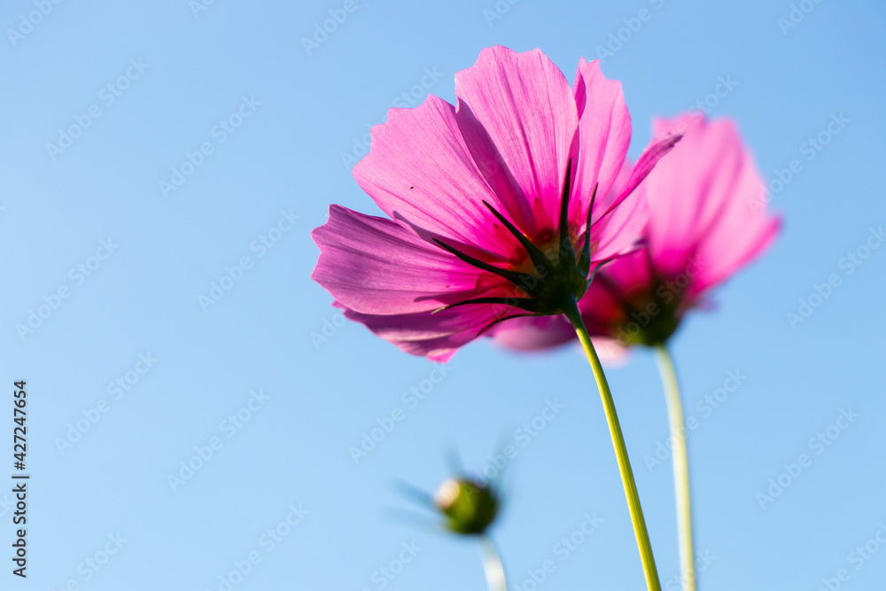 Beautiful pink color cosmos (Mexican aster) flower with blue sky background Beautiful pink color cosmos (Mexican aster) flower with blue sky background