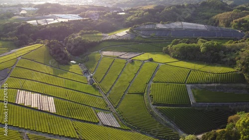 八女茶の茶畑風景