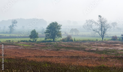 Countryside in the mist