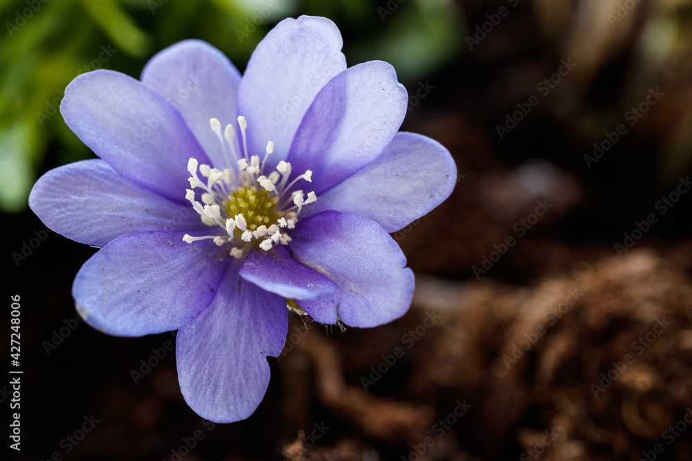 Violet. Macro of the blossom of a hepatica flower. Violet. Macro of the blossom of a hepatica flower.