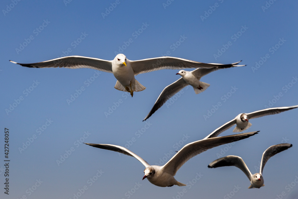 Turkey. Istanbul. Gulls. Birds fly behind a ferry on the Bosphorus Strait. Turkey. Istanbul. Gulls. Birds fly behind a ferry on the Bosphorus Strait.