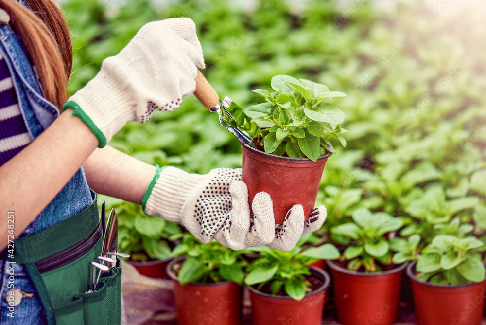 Fototapeta premium Hand holding garden equipment, pots and flowerpots with flower seedlings and green background with sunshine.