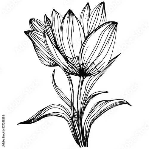 Crocus or saffron flower. Floral botanical flower. Isolated illustration element. Vector hand drawing wildflower for background, texture, wrapper pattern, frame or border.