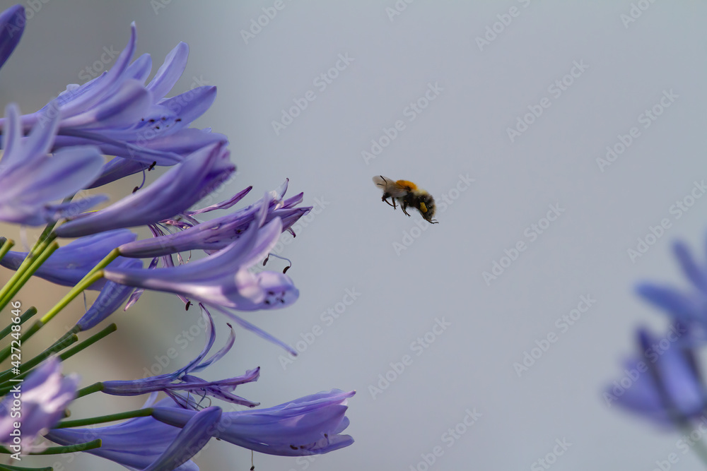 Fototapeta premium Close-up of a bee flying to blossoms of blue Agapanthus for harvesting pollen