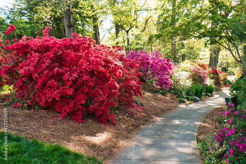 A beautiful walkway in a garden with the azaleas in bloom, in Rock Hill, South Carolina, USA.