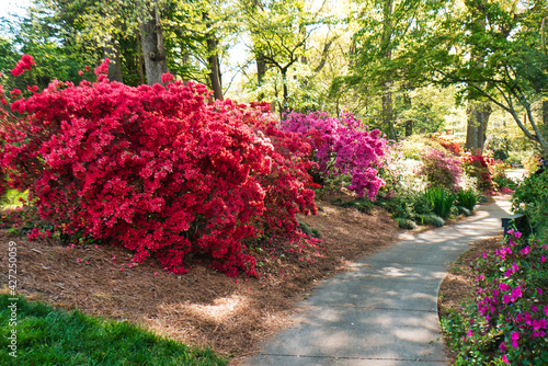A beautiful walkway in a garden with the azaleas in bloom, in Rock Hill, South Carolina, USA. photo