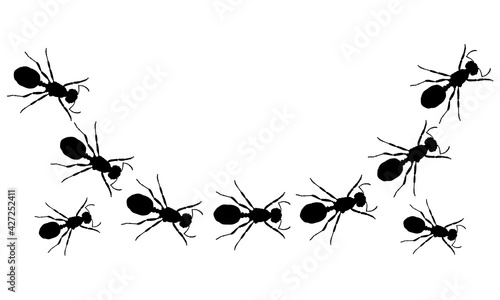 A line of worker ants marching in search of food.black and whitebackground and texture.Vector banner © sutthithep