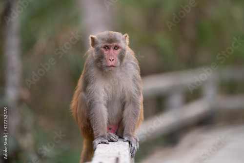 Wild Monkey Sitting on Bridge