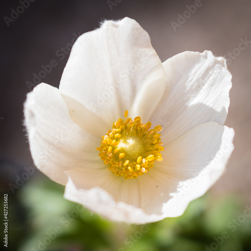 Macro white Anemone sylvestris or Snowdrop Anemone blooming in the garden