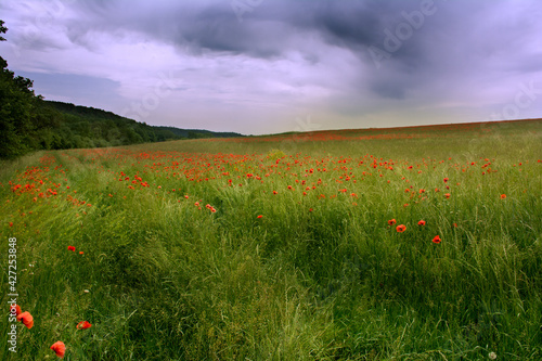 The spring poppy fields in Czech Republic.