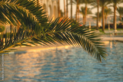 Branches of palm trees near the pool in a tropical country. Sunny day, travel lifestyle.