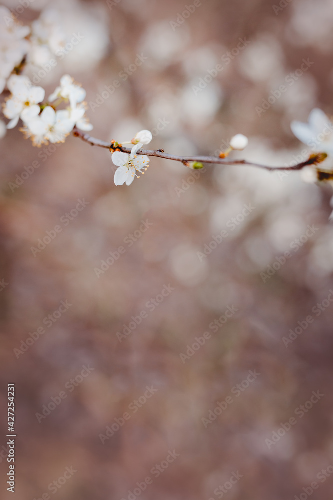 Frühlingserwachen - weiße zarte Blüten am Ast im Frühling Frühlingserwachen - weiße zarte Blüten am Ast im Frühling