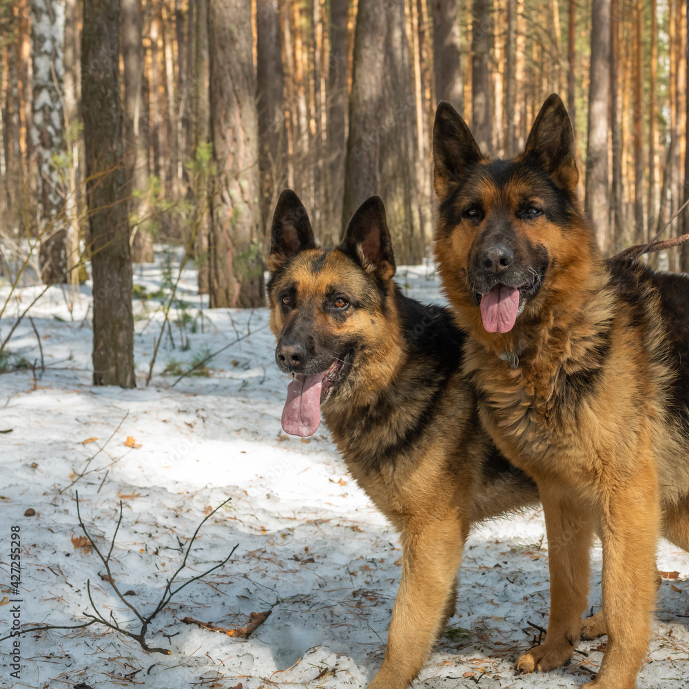 Two shepherd dogs are walking in the forest Two shepherd dogs are walking in the forest