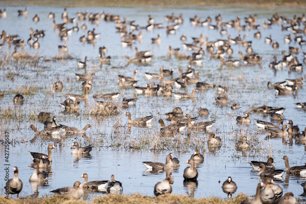 Fototapeta premium A large puddle in the spring on the edge of a cereal field where a lot of geese have gathered, which have just returned in flocks from the warm country to Latvia.