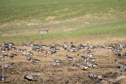 In the spring, on the edge of a cereal field, where a lot of geese have gathered, which have just returned in flocks from the warm country to Latvia.