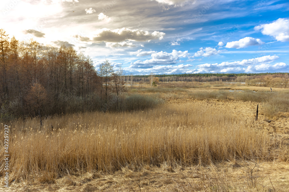 Forest and dry grass under a blue cloudy sky