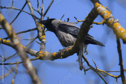 cornacchia grigia (Corvus cornix) su ramo e sfondo cielo,ritratto con richiamo photo