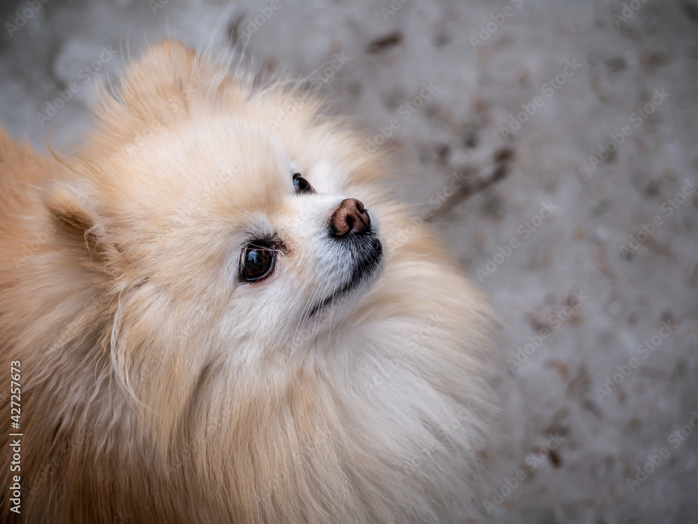 portrait of a dog of the Spitz breed. a pet looks at the owner