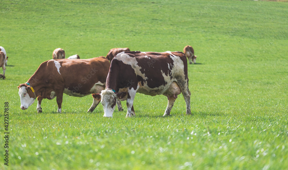 Organic farming in Austria: Cows are grazing on the meadow, spring time Organic farming in Austria: Cows are grazing on the meadow, spring time
