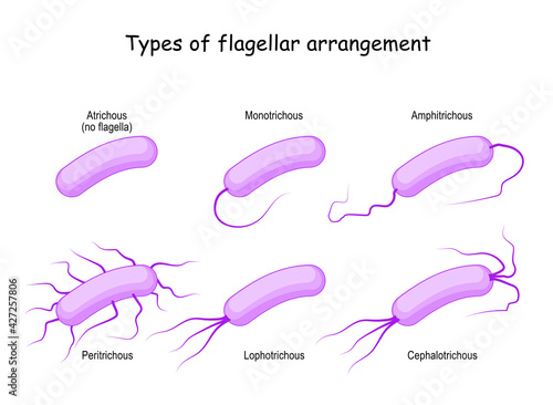 Types of flagellar arrangement. bacteria