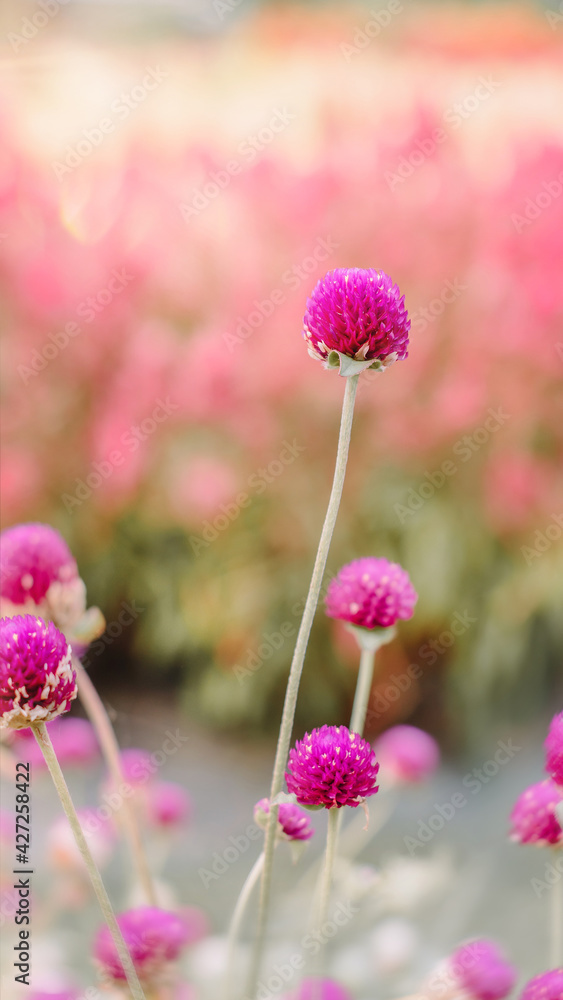 Fototapeta premium pink flower