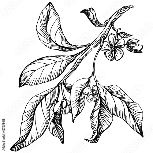 lemon isolated on white background. Organic essential oil engraved style sketch. Beauty and spa, cosmetic ingredient. Great for label, poster, flyer, packaging