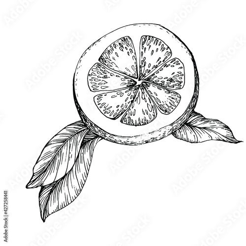 lemon isolated on white background. Organic essential oil engraved style sketch. Beauty and spa  cosmetic ingredient. Great for label  poster  flyer  packaging