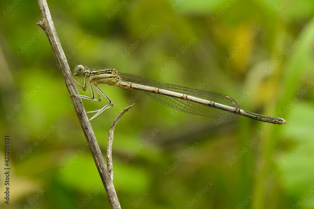 Libellula (Platycnemis pennipes) femmina,ritratto su rametto Libellula (Platycnemis pennipes) femmina,ritratto su rametto
