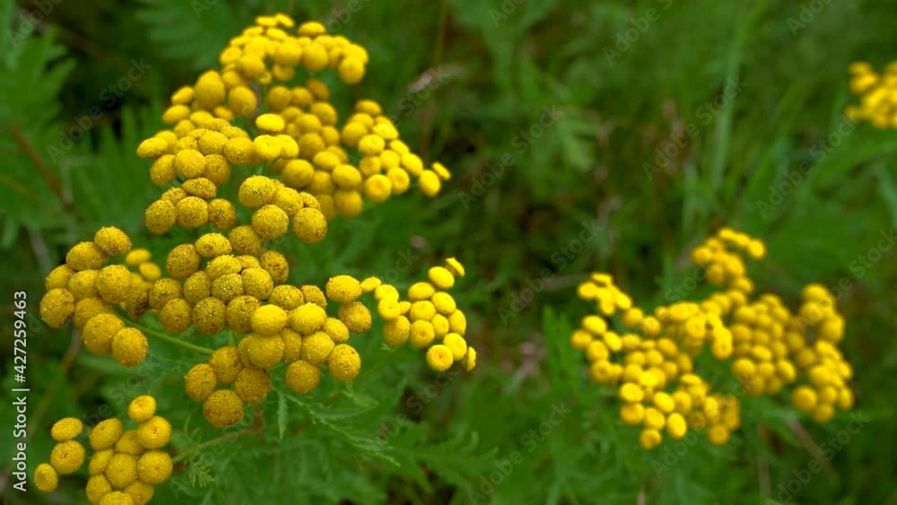 Gelbe Blüten des Rainfarn (Tanacetum vulgare) voll aufgeblüht in Nahaufnahme Gelbe Blüten des Rainfarn (Tanacetum vulgare) voll aufgeblüht in Nahaufnahme
