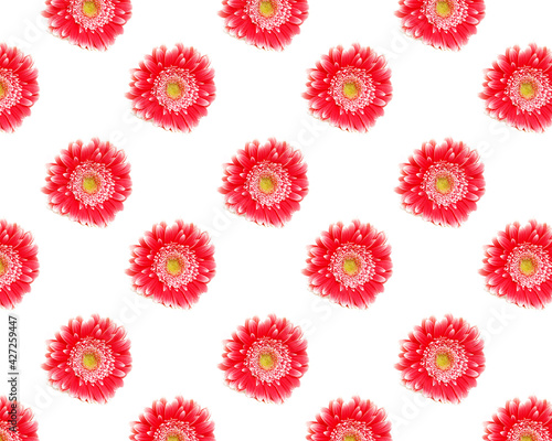 Pattern with pink gerber flowers on white background