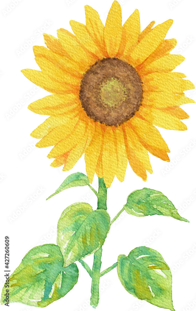 透明水彩で描いた葉っぱ付きの向日葵3 正面 Stock Illustration Adobe Stock