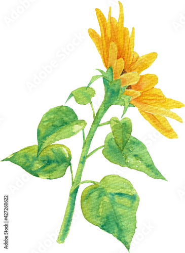 透明水彩で描いた葉っぱ付きの向日葵5（側面）
