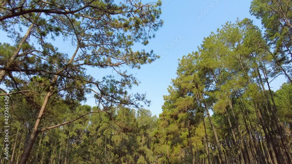 Beautiful pine forest in the afternoon sun. Beautiful pine forest in the afternoon sun.