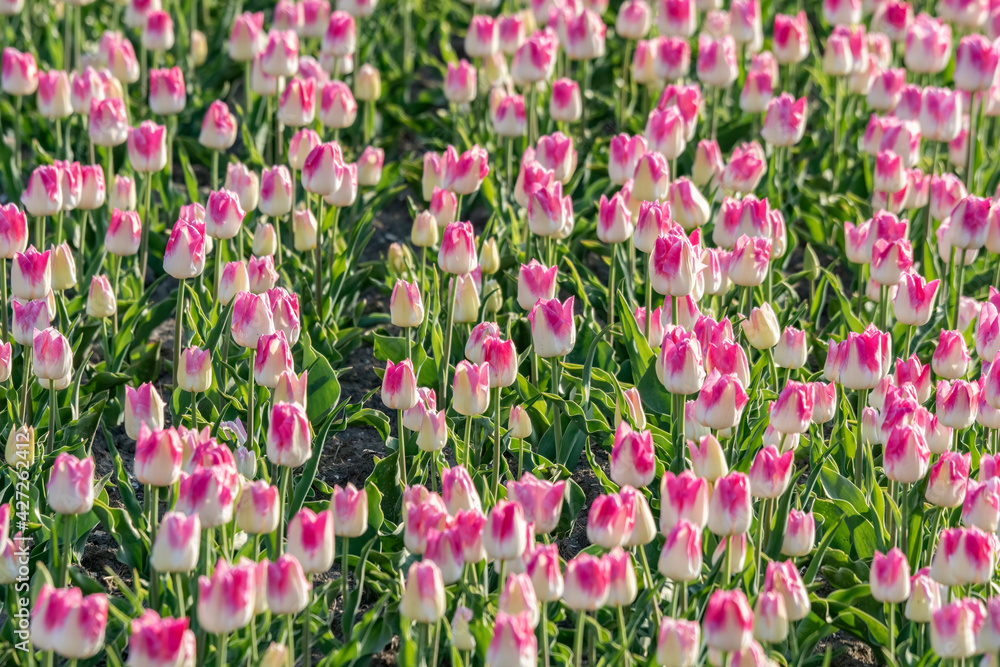 a colorful bed of pink Dutch tulips. 