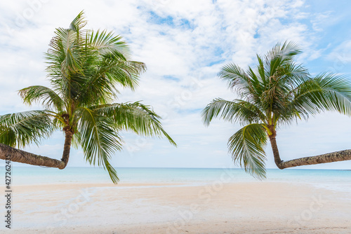 coconut tree on the sand beach © kwanchaift