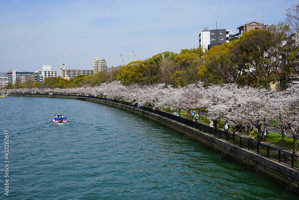 Osaka skyline along with O river (Okawa) with cherry blossoms in Japan - 大川沿いのビル群 春の桜 大阪 日本