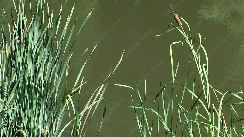 Koi swim past cattail plants on the edge of a pond.