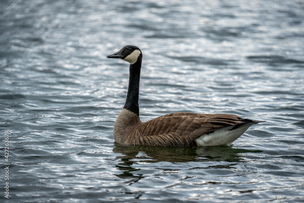 Fototapeta premium Canada Goose