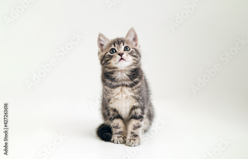 Cute gray cat kid animal with interested, question facial face expression look up on copy space. Small tabby kitten on white background.