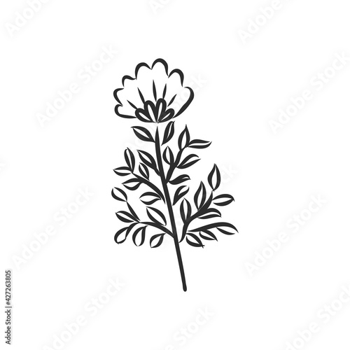 Ink  pencil  the leaves and flowers of Magnolia isolated. Line art transparent background. Hand drawn nature painting. Freehand sketching illustration.